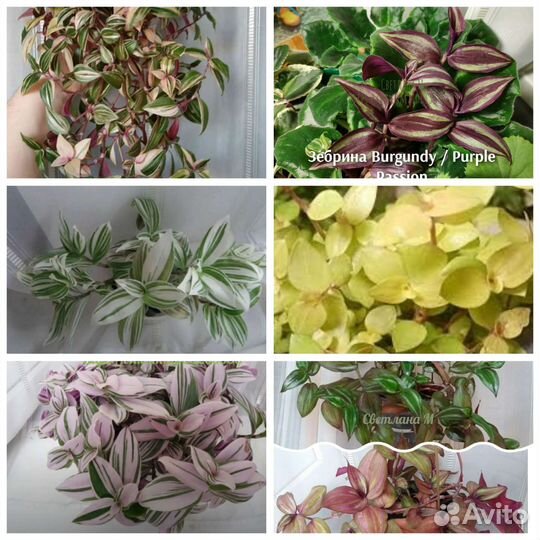 Традесканция разные сорта