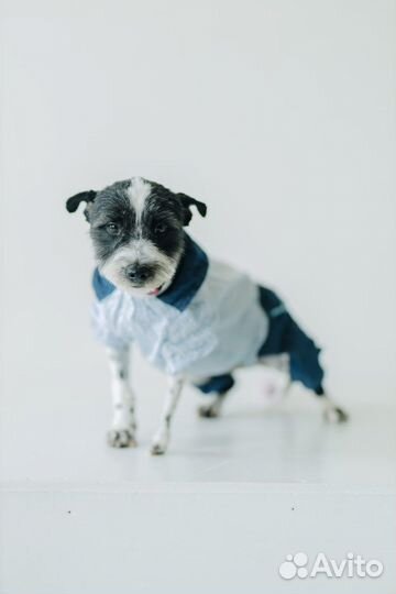 Маленькая собака в добрые руки