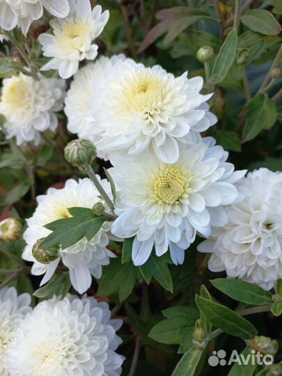 Хризантемы