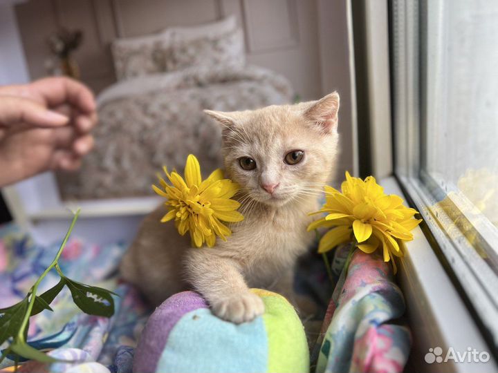 Персиковый котенок девочка