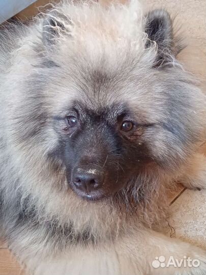 Щенки кеесхонда (немецкий вольфшпиц)