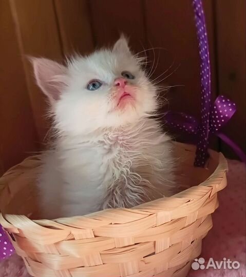 Невские котята