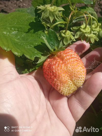 Рассада ремонтантной клубники