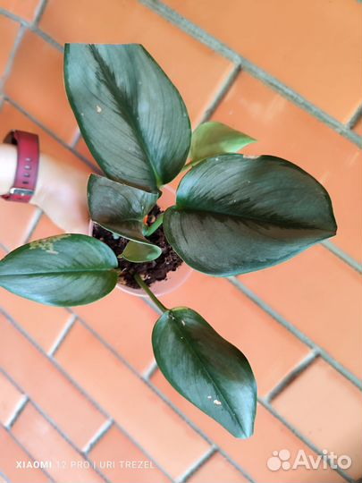 Сциндапсус Мунлайт