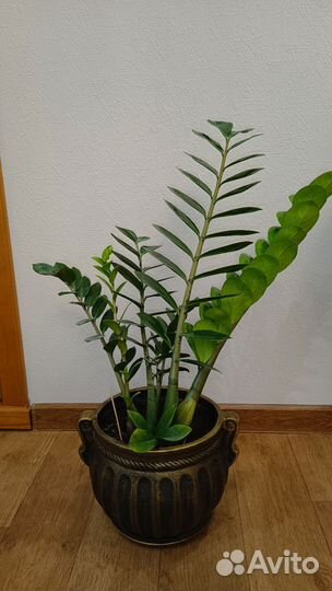 Замиокулькас