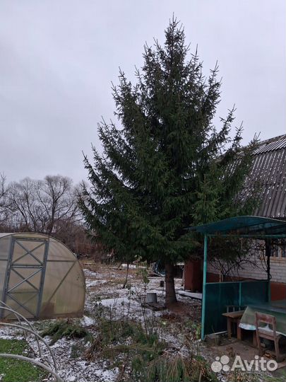 Елка новогодняя живая