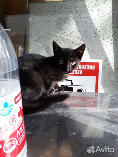 Котятам нужен дом