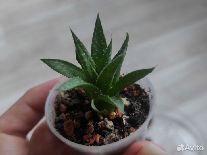 Хавортия жемчужная (детки)