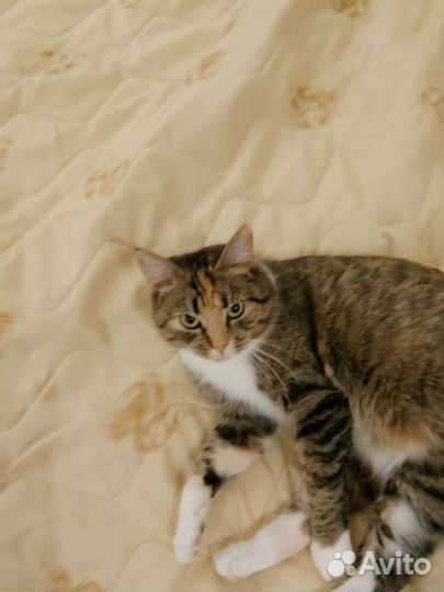 Кошка Ласкуша