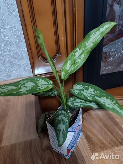 Комнатные растения цветы