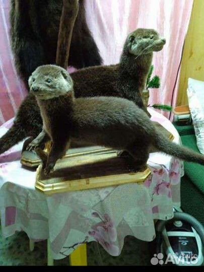 Чучела животных