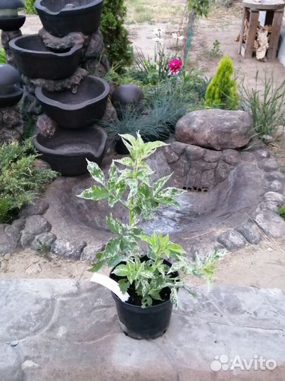 Бузина черная Pulverulenta - многолетнее растение