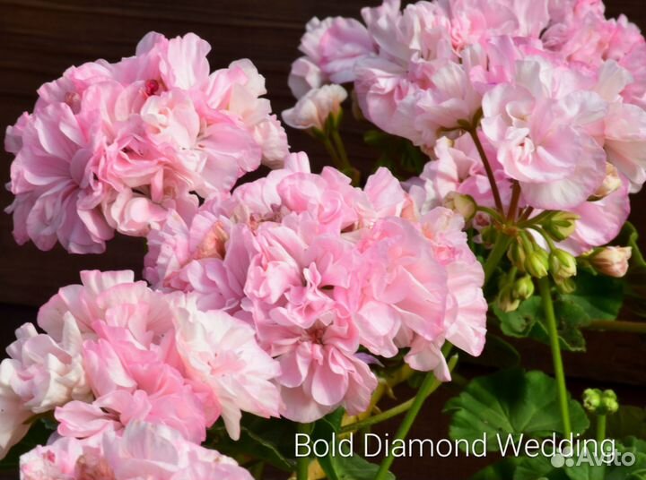 Герань пеларгония