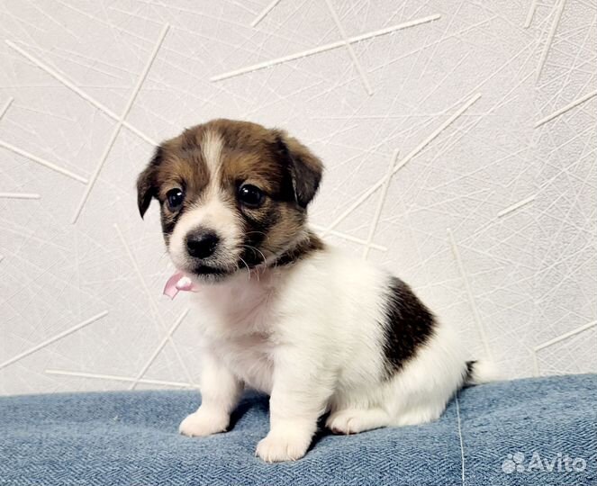 Джек Рассел терьер