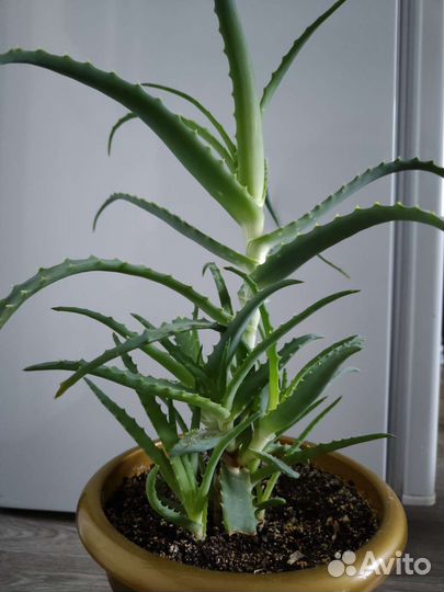 Алоэ лечебный