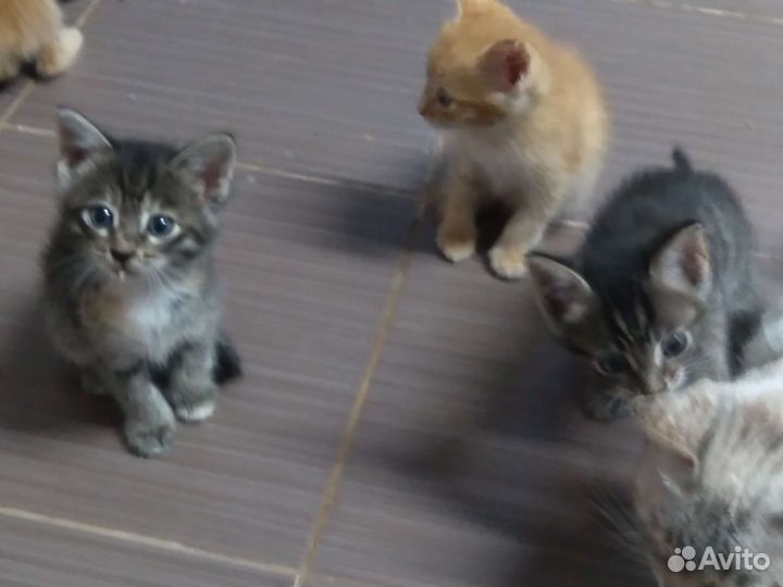 Отдаю добрые руки котят 1,5 мес