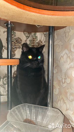 Кот британский в добрые руки