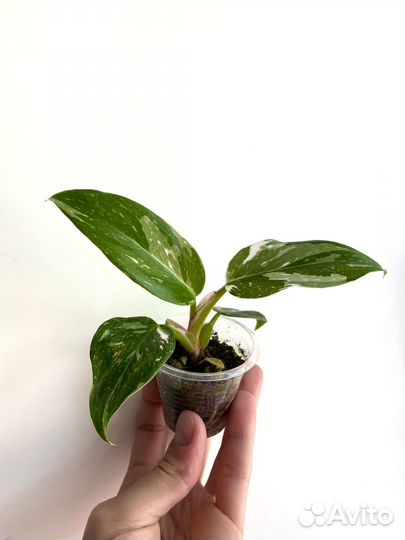 Филодендроны 3 сорта