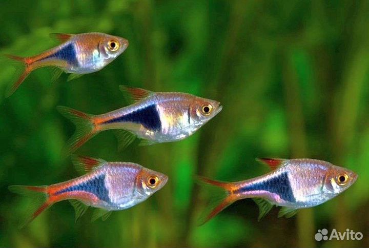 Аквариумные рыбки