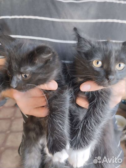 Кошка в дар