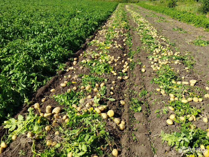 Картофель новый урожай