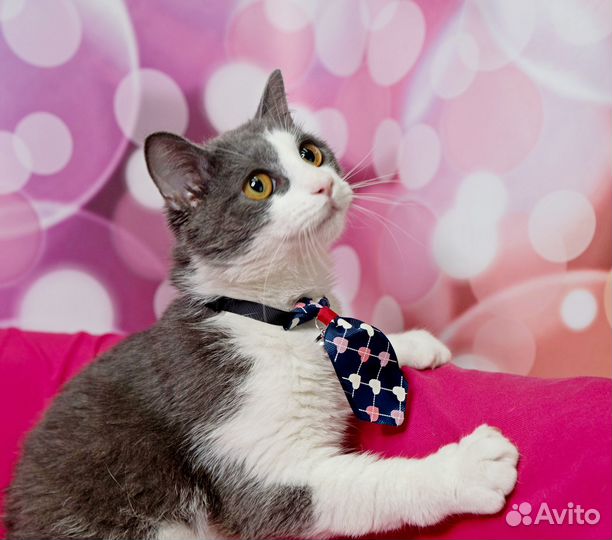 Милейший котик 9 мес ищет маму