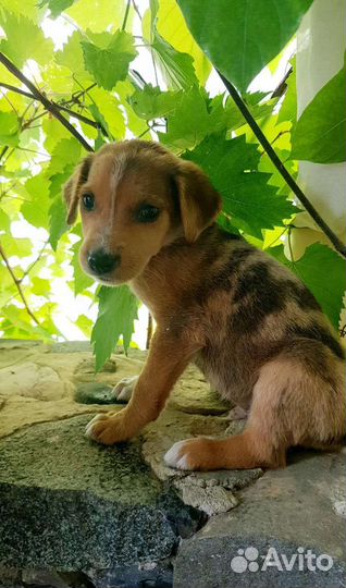 Маленький мальчик с размера кошки