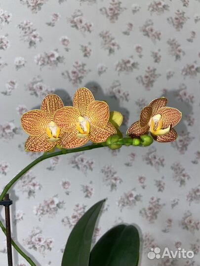 Орхидея ароматная