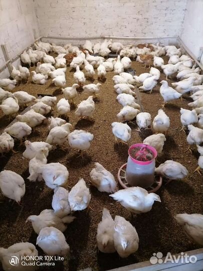 Цыплята бройлер