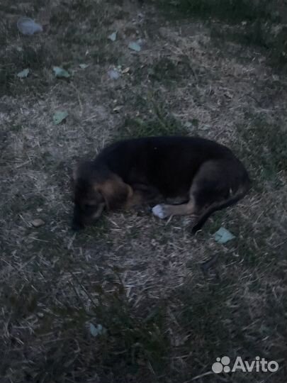 Шенок в добрые руки