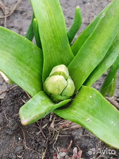 Гиацинты, нарциссы