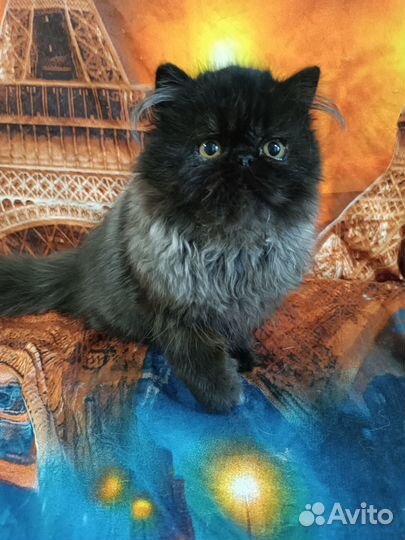 Персидские котята