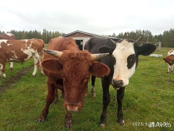 Тёлки и бычки