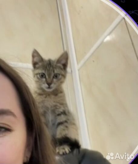 Котята в добрые руки бесплатно