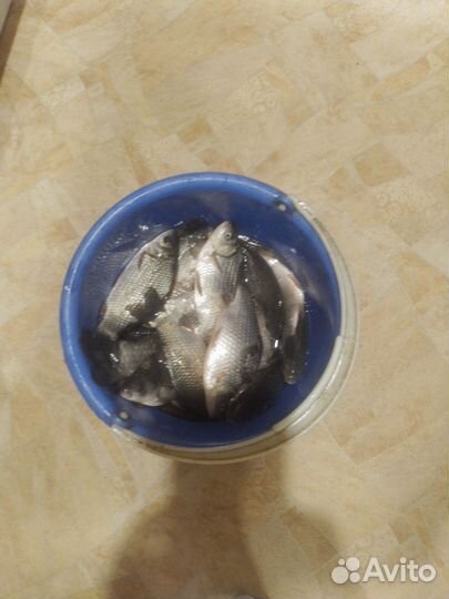 Живец карась