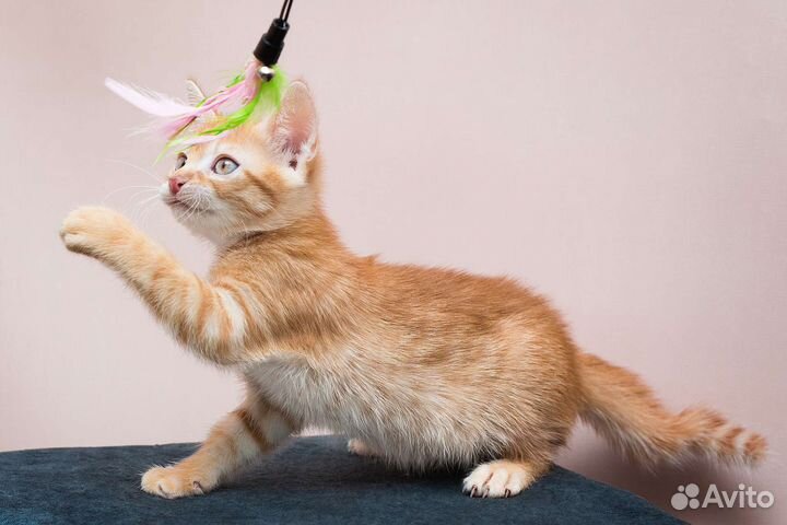 Пушистые солнышки