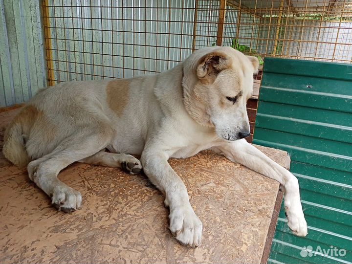 Отдаем среднеазиатскую овчарку девочку в дар