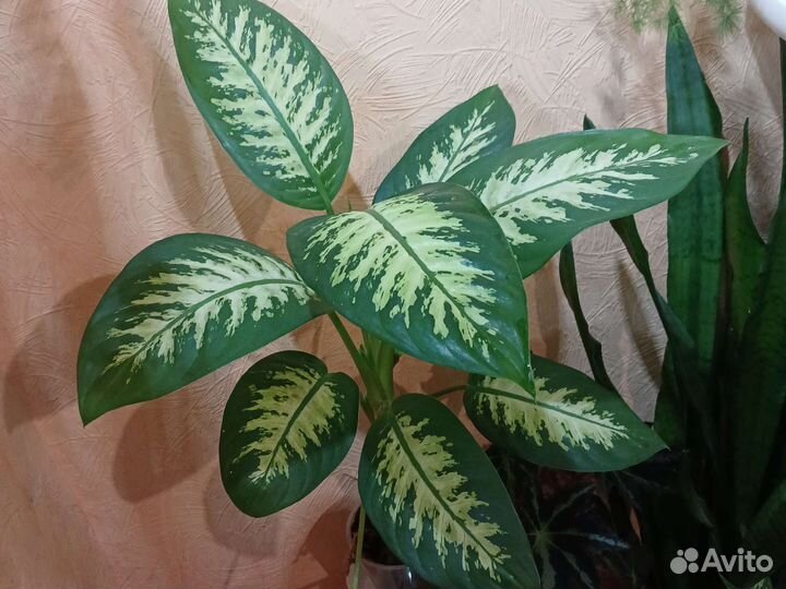 Диффенбахия