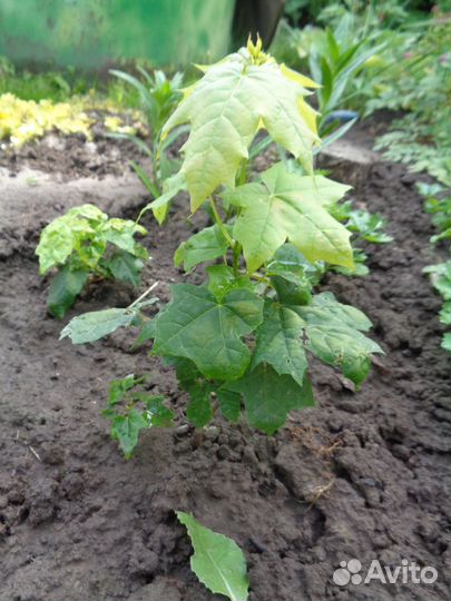 Волжанка,спирея,клен