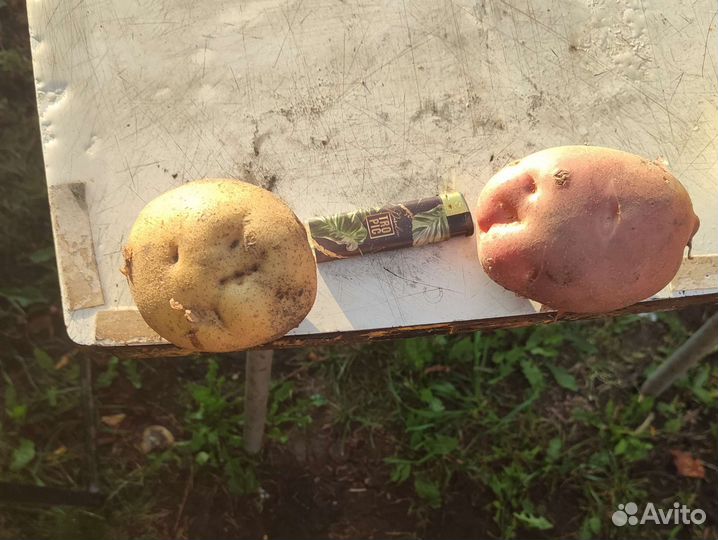 Продам картофель