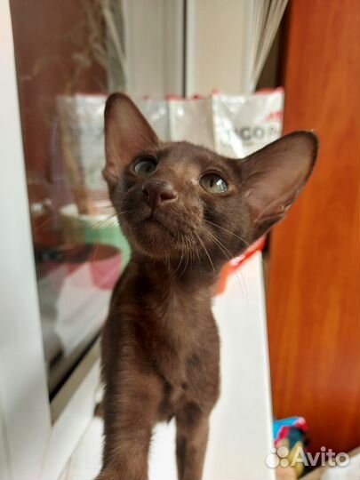 Ориентальный котенок