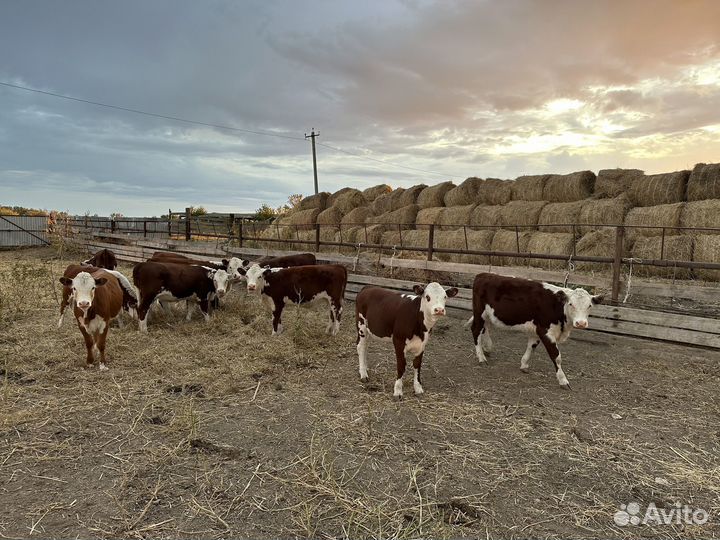 Бык племенной и телочки