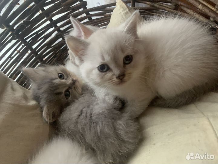 Котята в добрые руки