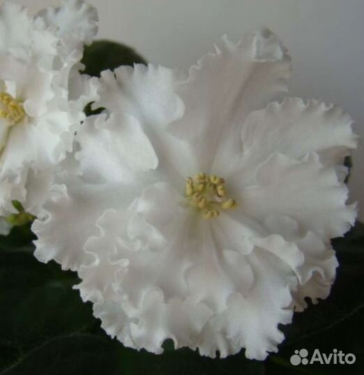 Фиалка - детки