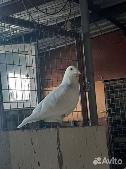 Голубь