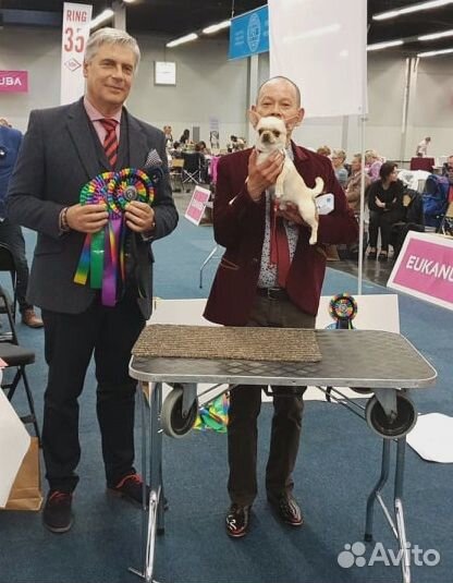 Кобель чихуахуа для вязки