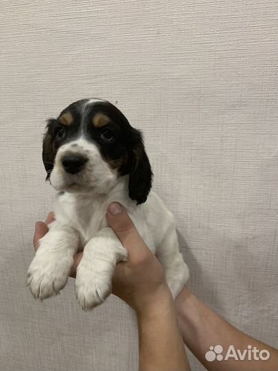 Русский спаниель