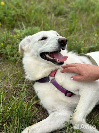 Нежная собака из приюта надеется на чудо