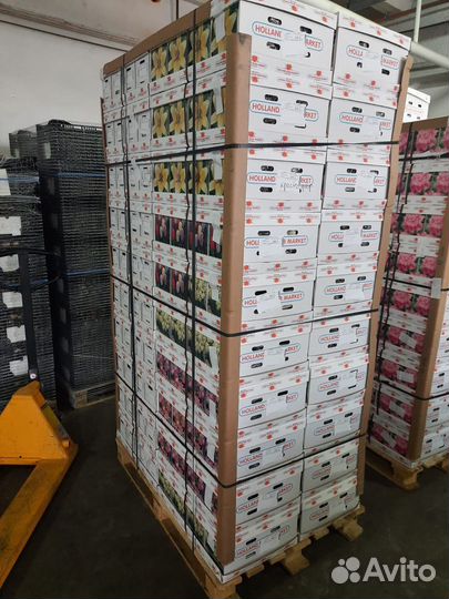 Корни пионов, георгин, луковицы лилий, тюльпанов О