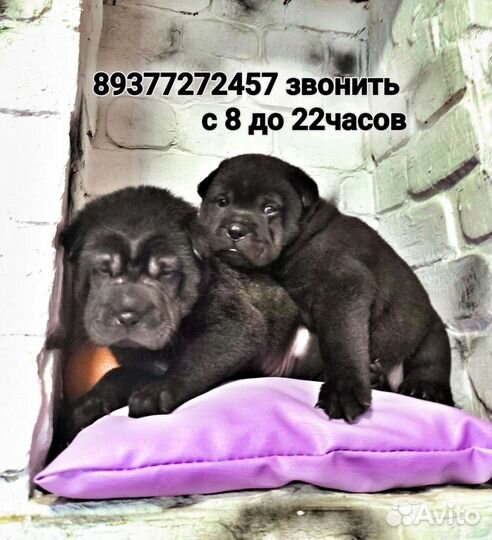 Щенки шарпея
